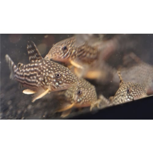 Sterbai Corydoras
