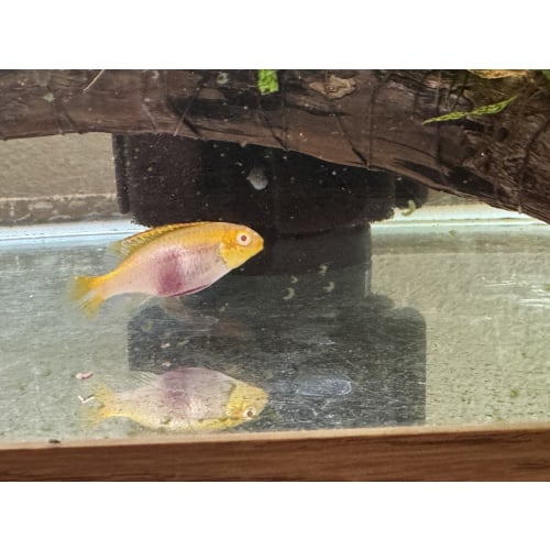 Albino Kribensis Pair