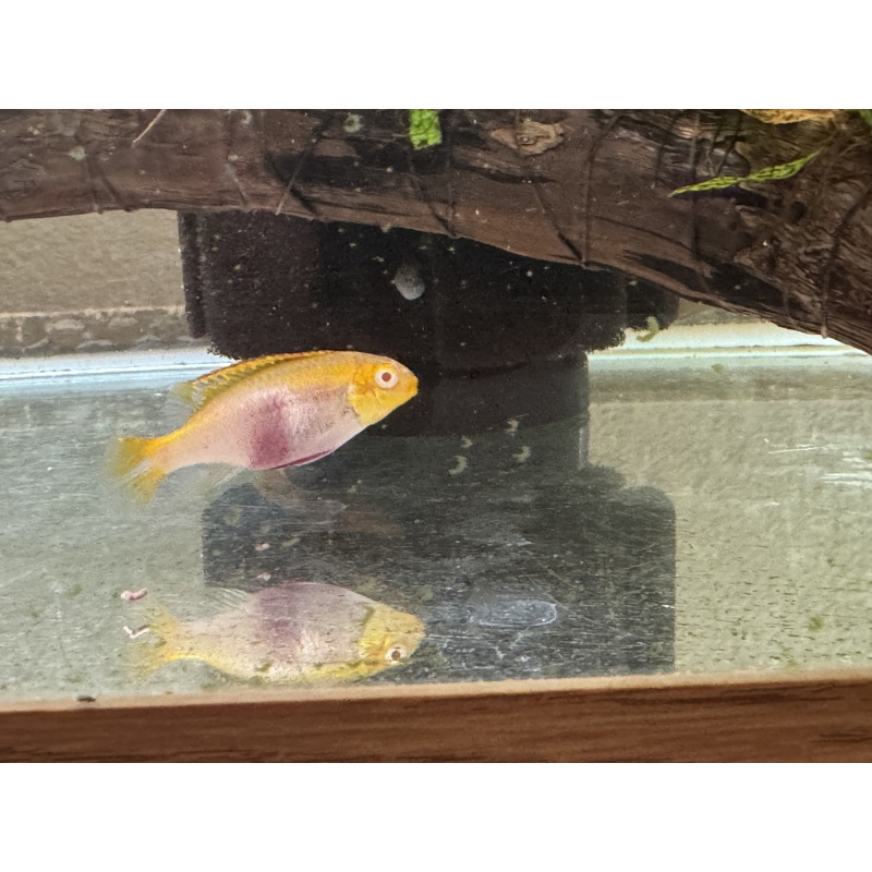 Albino Kribensis Pair