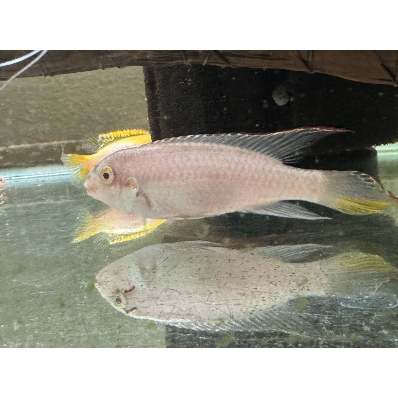 Albino Kribensis Pair