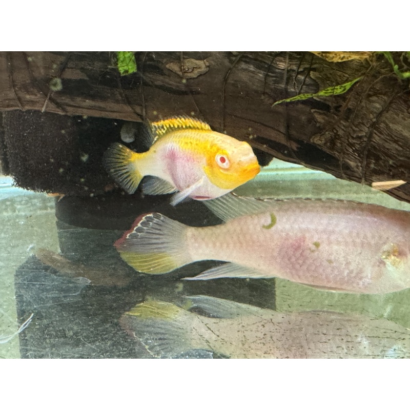 Albino Kribensis Pair