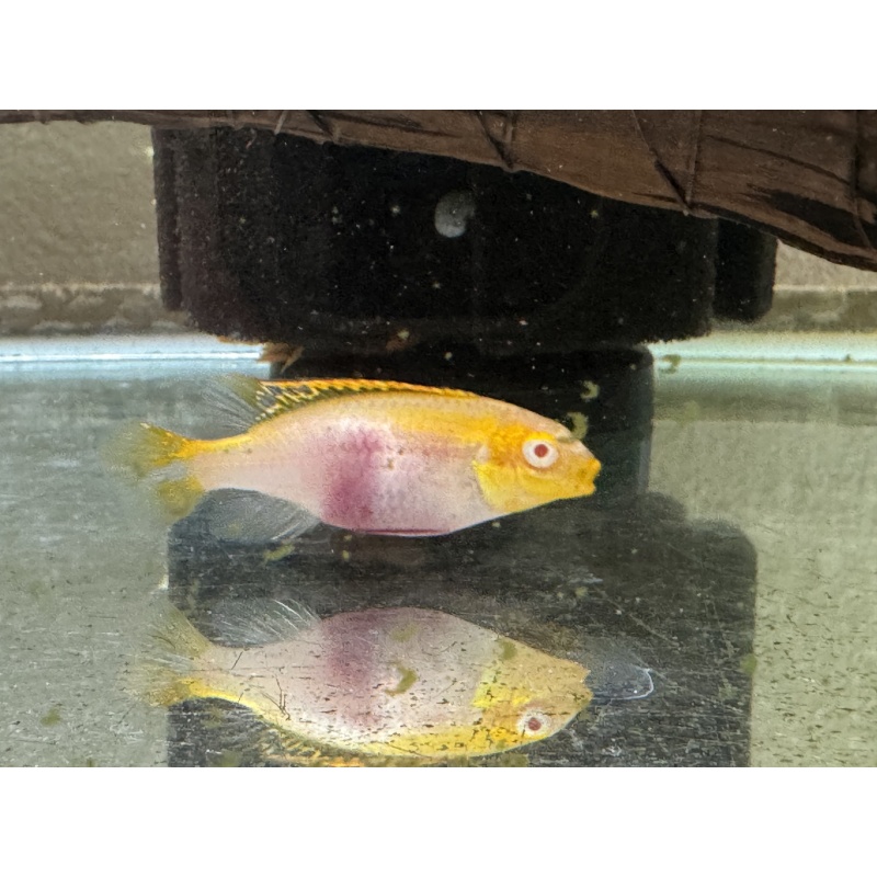 Albino Kribensis Pair