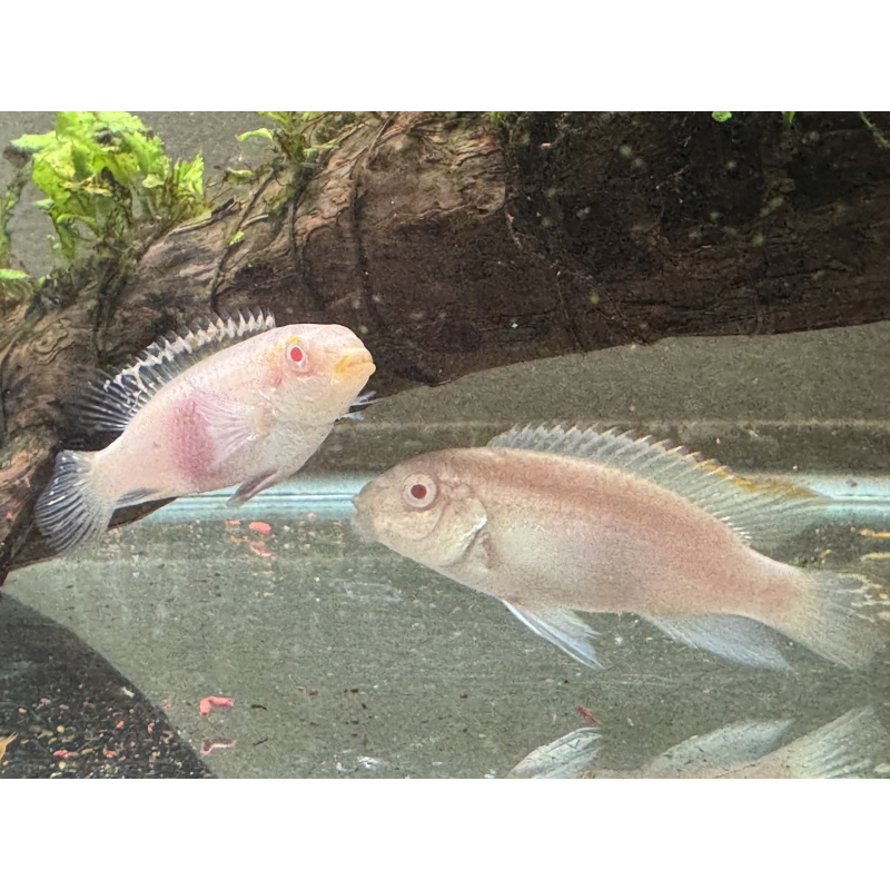 Albino Kribensis Pair, Free shipping