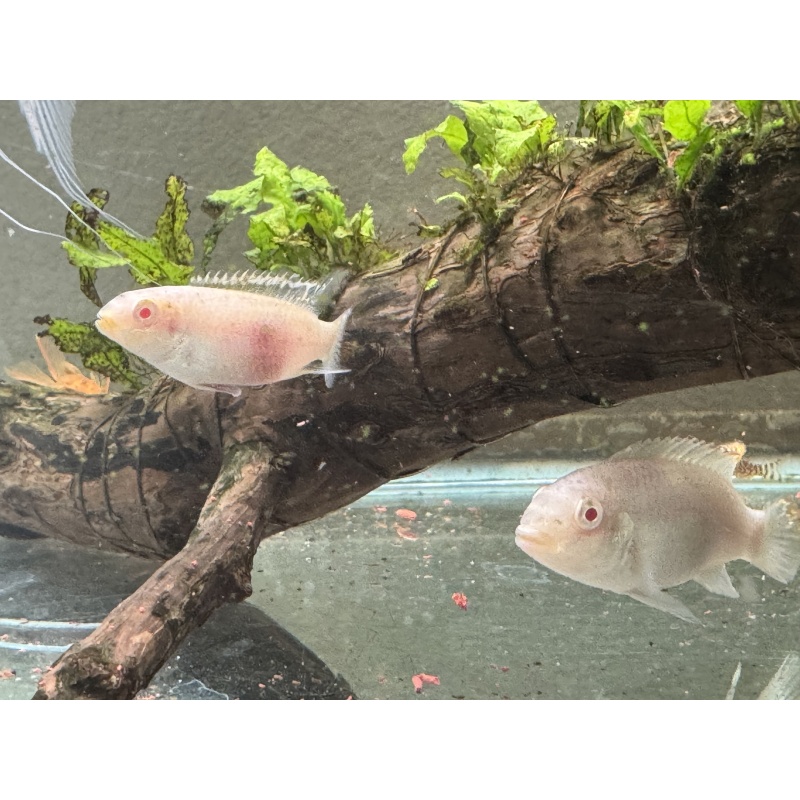 Albino Kribensis Pair, Free shipping