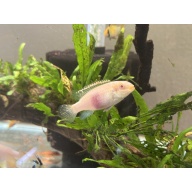 Albino Kribensis Pair, Free shipping