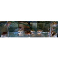 4 keyhole cichlids