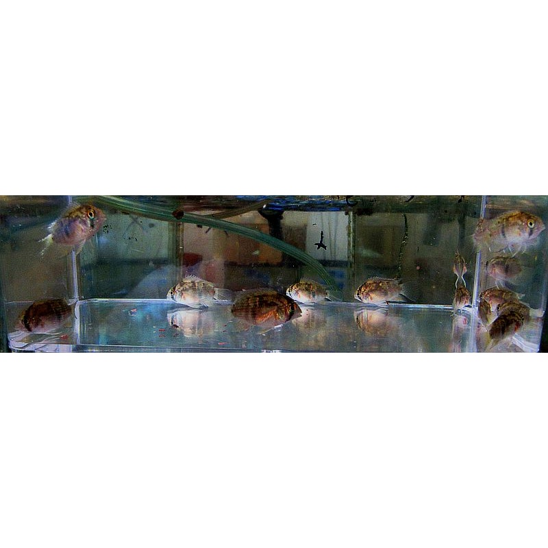 4 keyhole cichlids