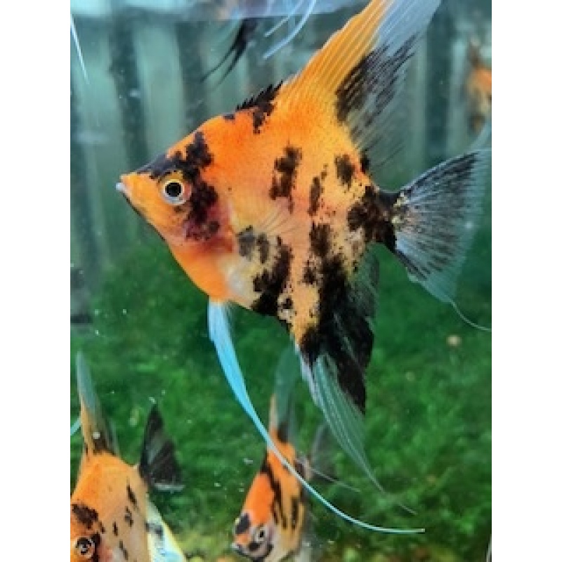 Koi angelfish group of 6