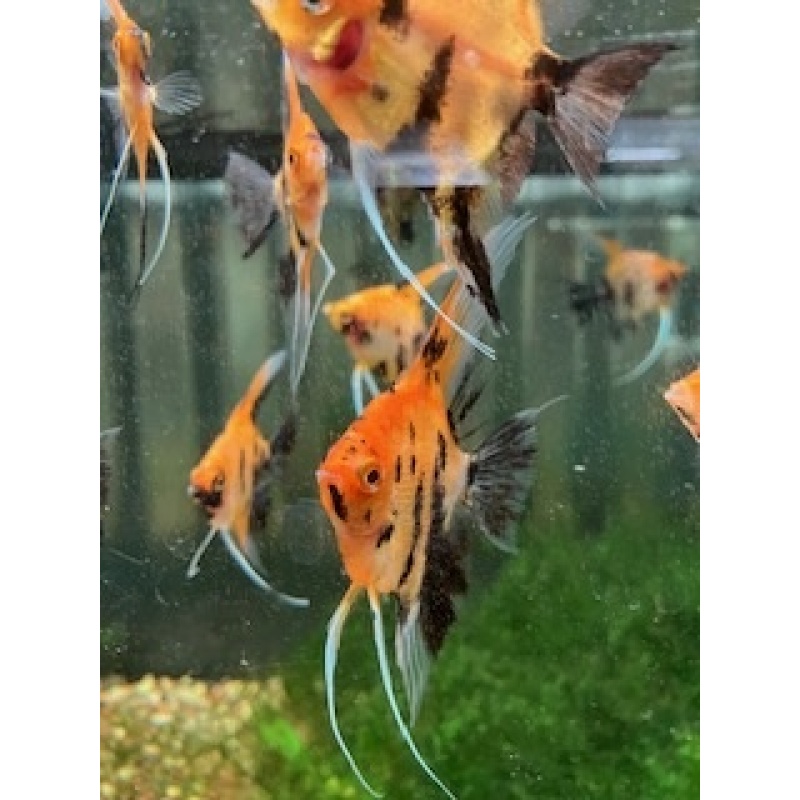 Koi angelfish group of 6