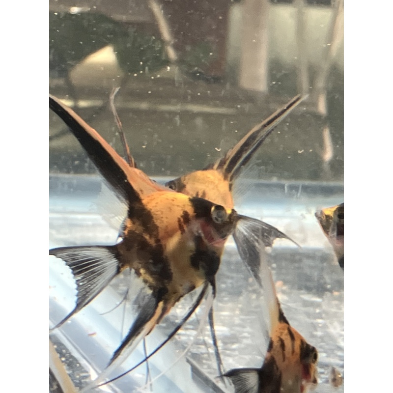 Koi Veil Angelfish