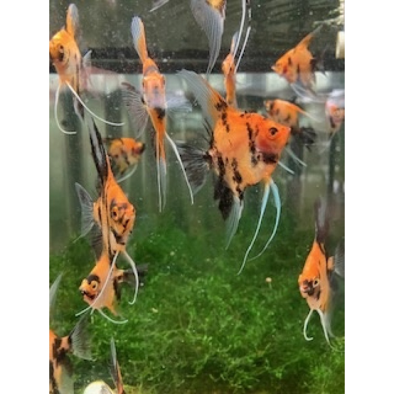 Koi angelfish group of 6
