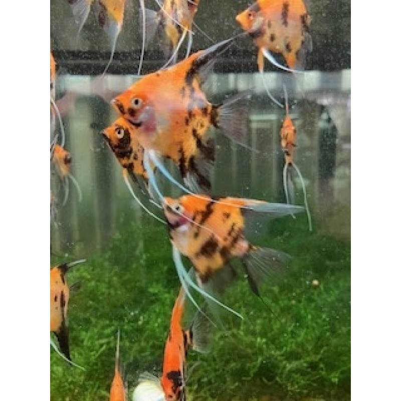 Koi angelfish group of 6