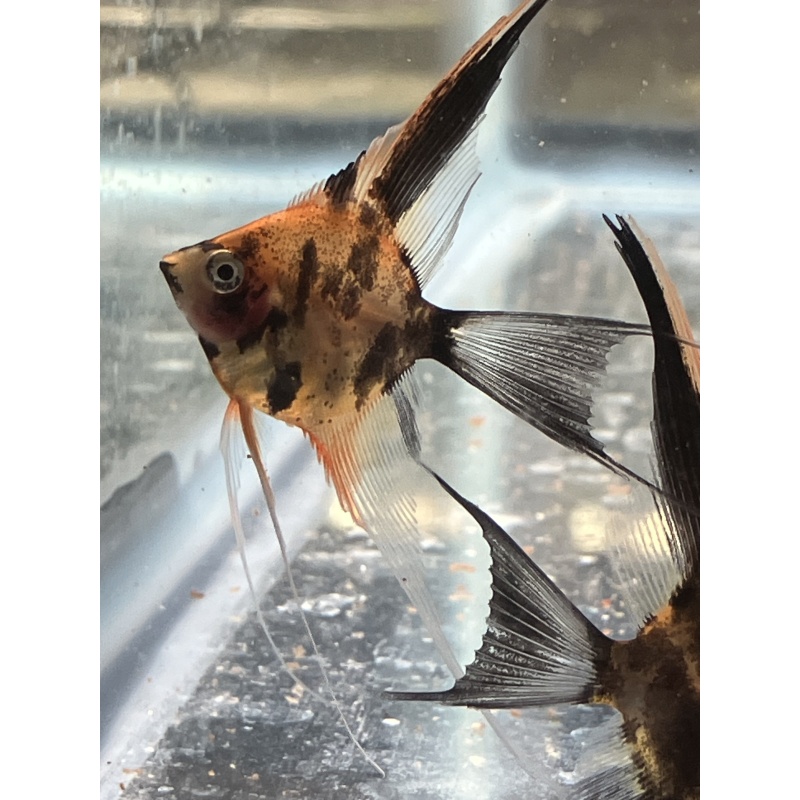 Koi Veil Angelfish