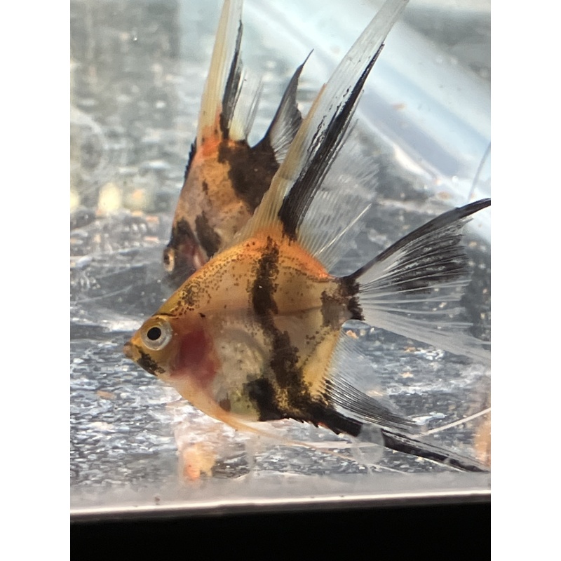 Koi Veil Angelfish