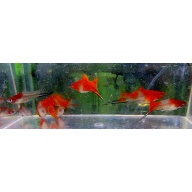 2 pr koi swords