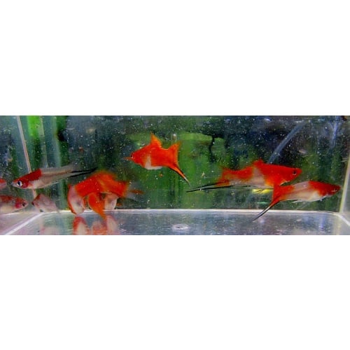 2 pr koi swords