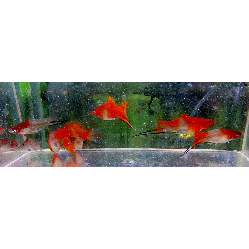 2 pr koi swords