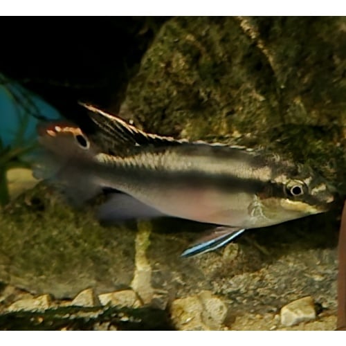 Kribensis Pelvicachromis Pulcher Pair  1 M 1 F
