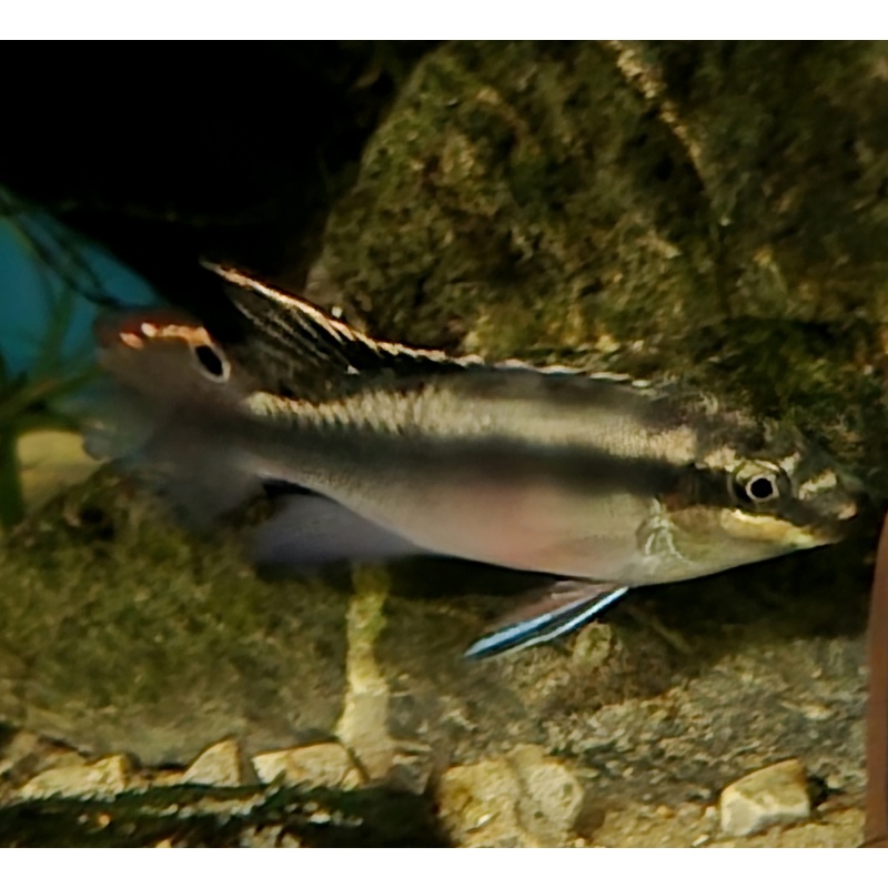 Kribensis Pelvicachromis Pulcher Pair  1 M 1 F