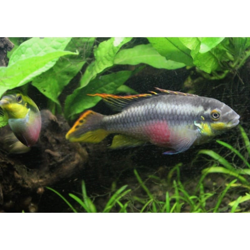 1 M/F Pair Rainbow Kribensis (Pelvica Pulcher)