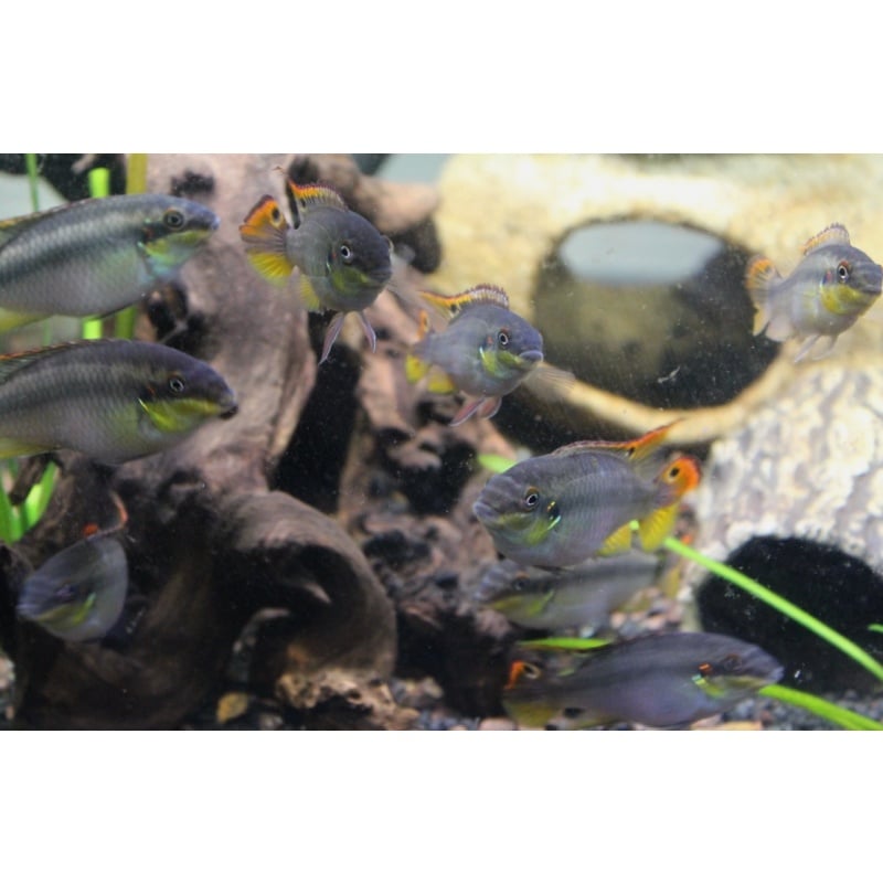 1 M/F Pair Rainbow Kribensis (Pelvica Pulcher)