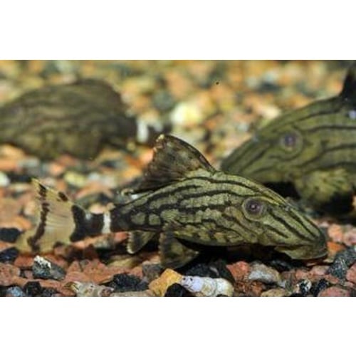 L190 Royal Pleco