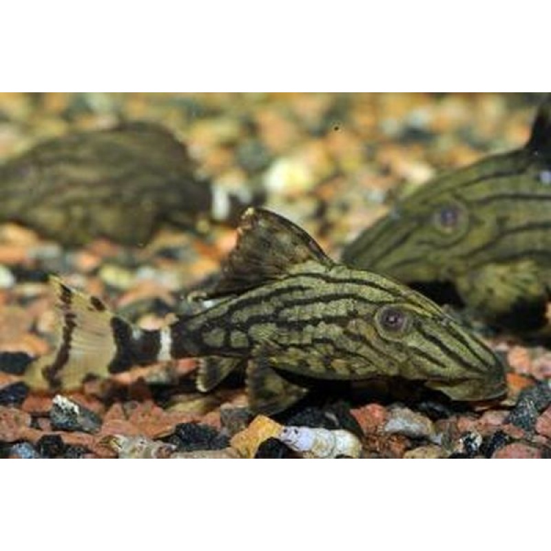 L190 Royal Pleco