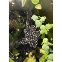L471 Mini Snowball Pleco - Adult