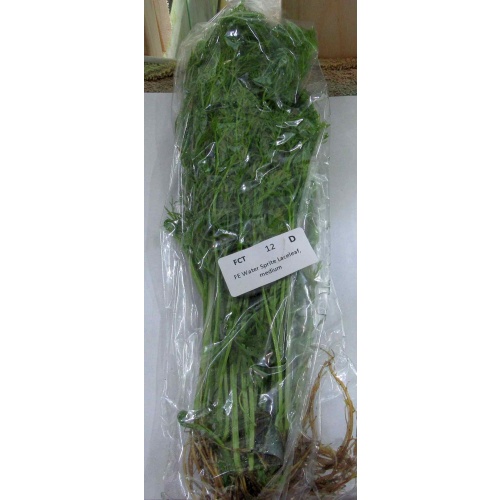 12 bunches, 36 stems Lace Leaf Water Sprite