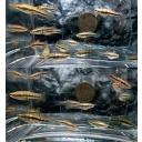 20 plus least killifish