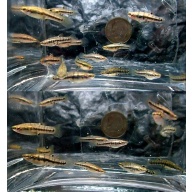 20 plus least killifish