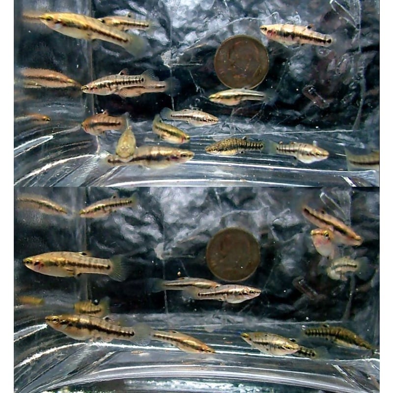 20 plus least killifish