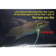 protect from extinction wild betta lehi pair