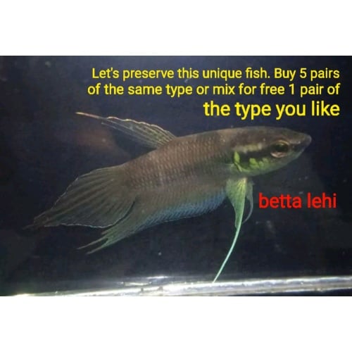 protect from extinction wild betta lehi pair