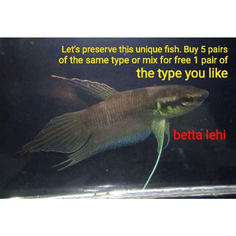 protect from extinction wild betta lehi pair