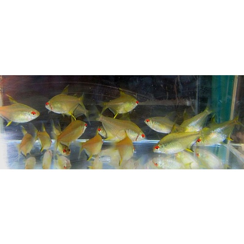 8 lemon tetras