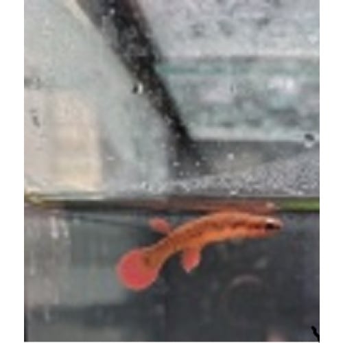 Laimosrmion leticia JPC 2015/20  25 eggs