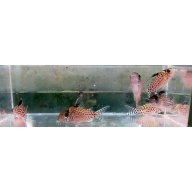 4 wild  leucomelas corys