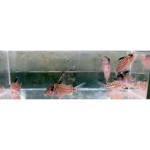 4 wild  leucomelas corys