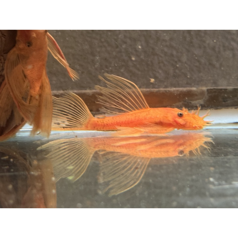 Long Fin Super Red Bushynose Pleco Pair