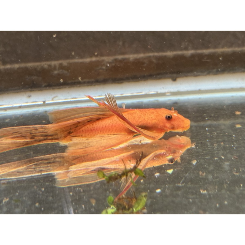 Long Fin Super Red Bushynose Pleco Pair