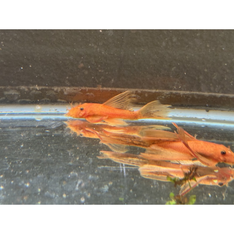 Long Fin Super Red Bushynose Pleco Pair
