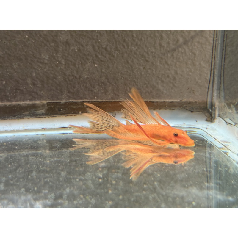 Long Fin Super Red Bushynose Pleco Pair