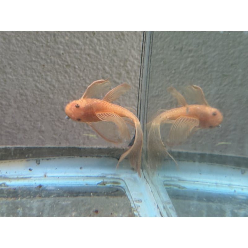 Long Fin Super Red Bushynose Pleco Pair Live Fish Algae Eater