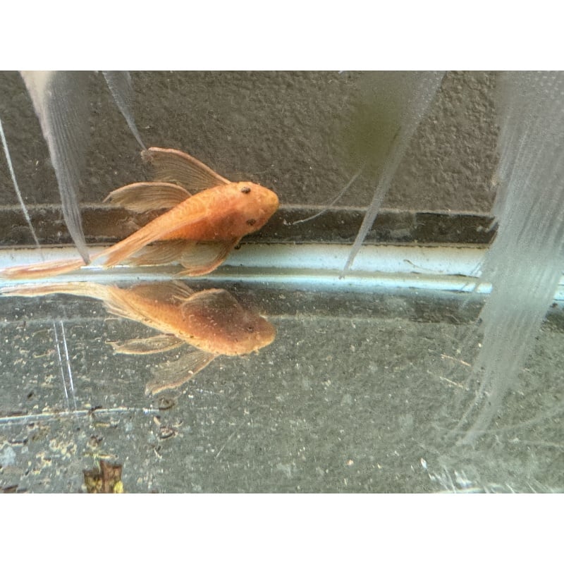 Long Fin Super Red Bushynose Pleco Pair Live Fish Algae Eater