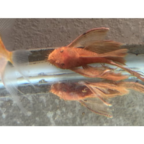 Long Fin Super Red Bushynose Pleco Pair Live Fish Algae Eater