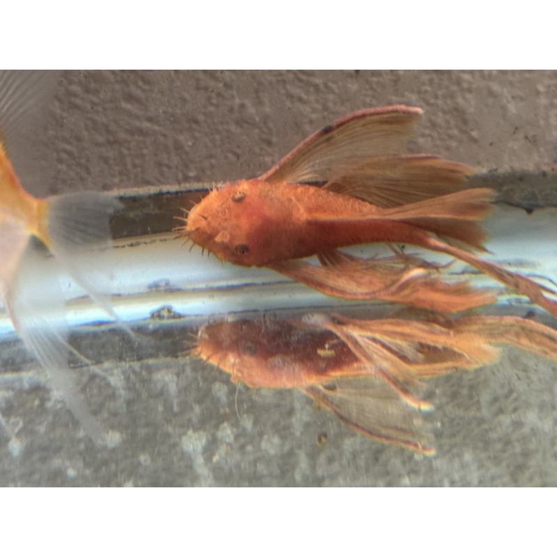Long Fin Super Red Bushynose Pleco Pair Live Fish Algae Eater