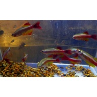 6 long fin white clouds