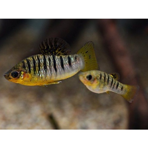 Limia nigrofasciata