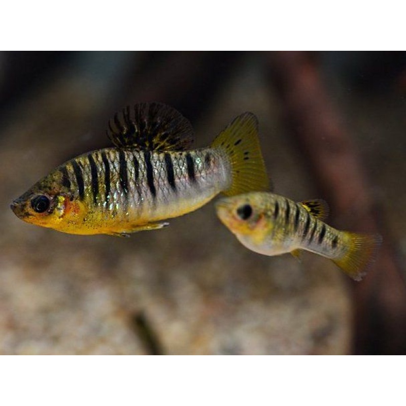 Limia nigrofasciata